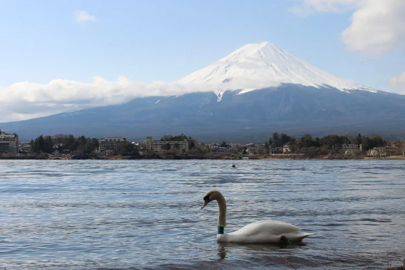 Swan on Lake Kawaguchi with lakeside hotels and Mt Fuji behind