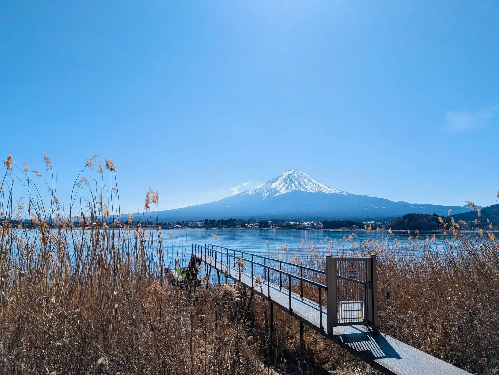 Small jetty through dry reeds into Lake Kawaguchi, Mt Fuji under a clear blue sky