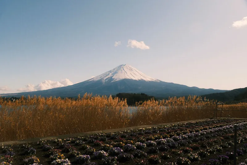 Mt Fuji over golden reeds and a bed of pansies by the lake