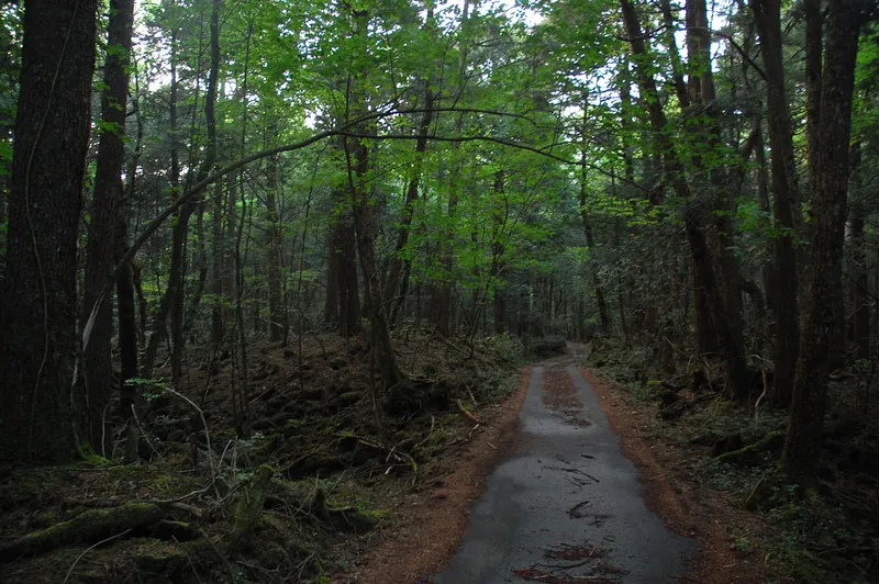 Narrow path through tall trees in Aokigahara forest