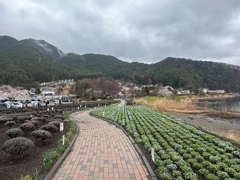Brick path between flower beds along the Lake Kawaguchi shore at Oishi Park, cherry blossom
