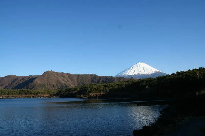 Snow-capped Mt Fuji over the pine-covered shore of Lake Saiko, deep blue sky