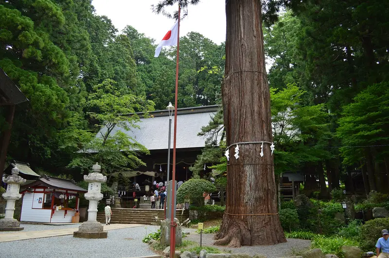 Giant sacred cedar beside the worship hall of Kawaguchi Asama Shrine
