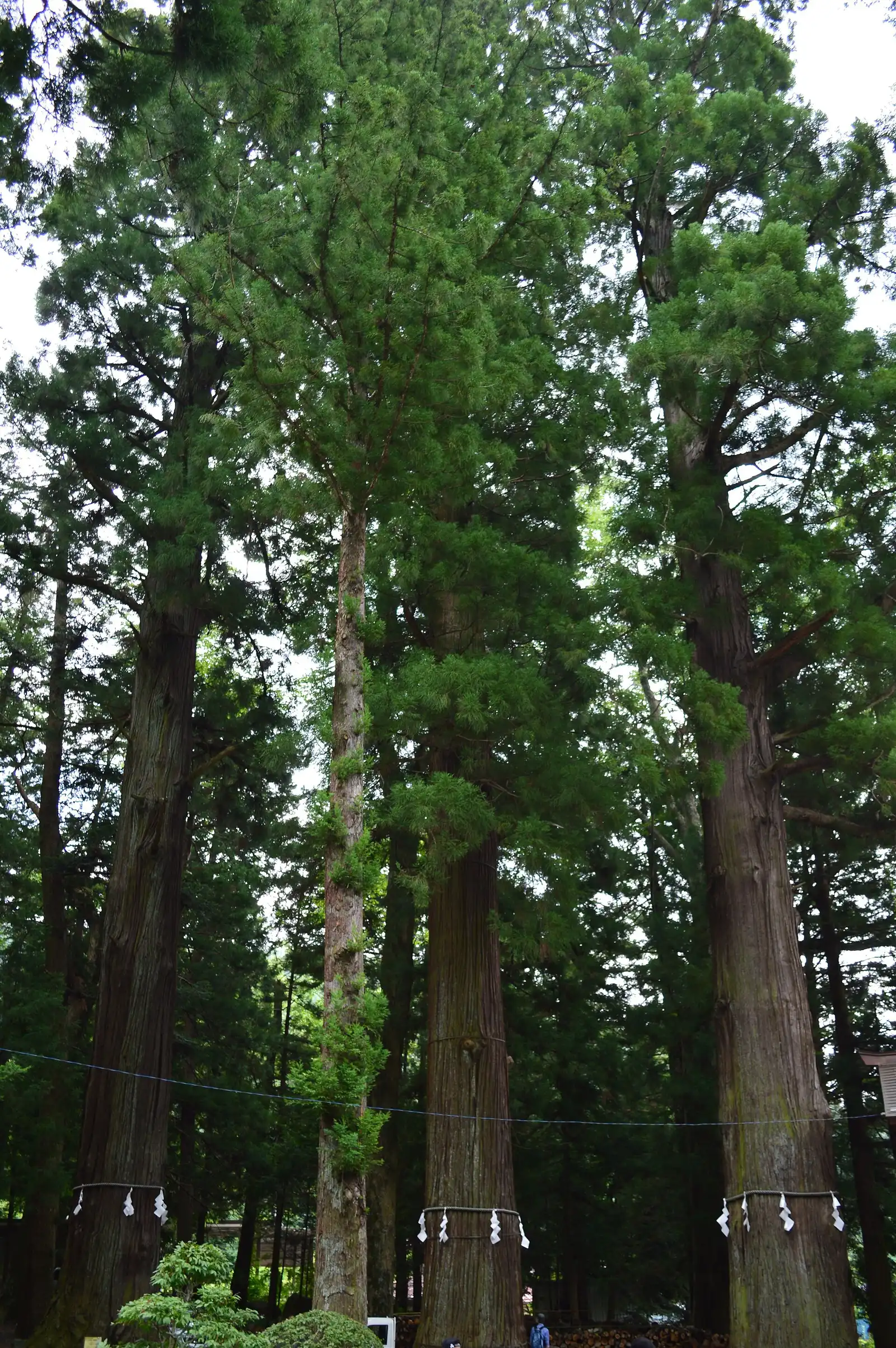 Tall roped cedars in the grounds of Kawaguchi Asama Shrine