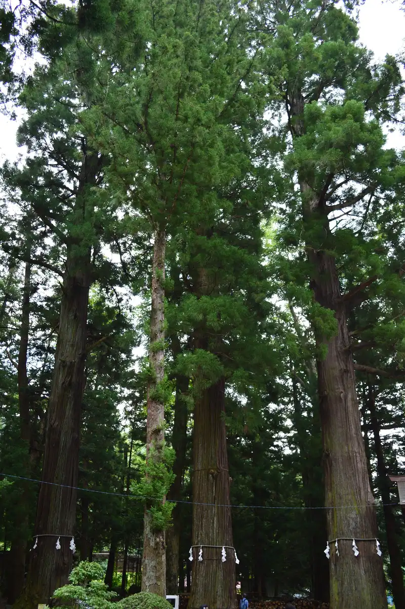 Tall roped cedars in the grounds of Kawaguchi Asama Shrine
