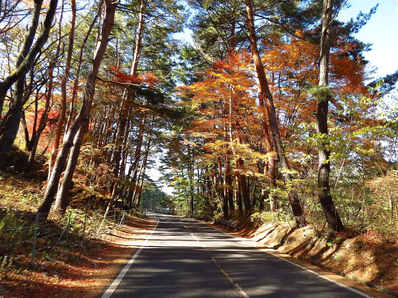 Quiet road through red pines and orange maples in autumn