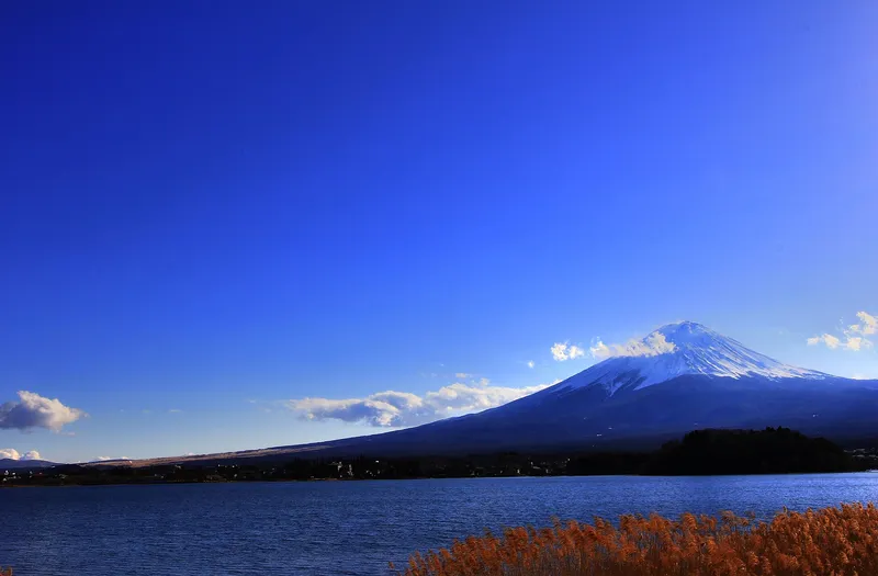 Snow-capped Mt Fuji over Lake Kawaguchi, orange reeds on the shore