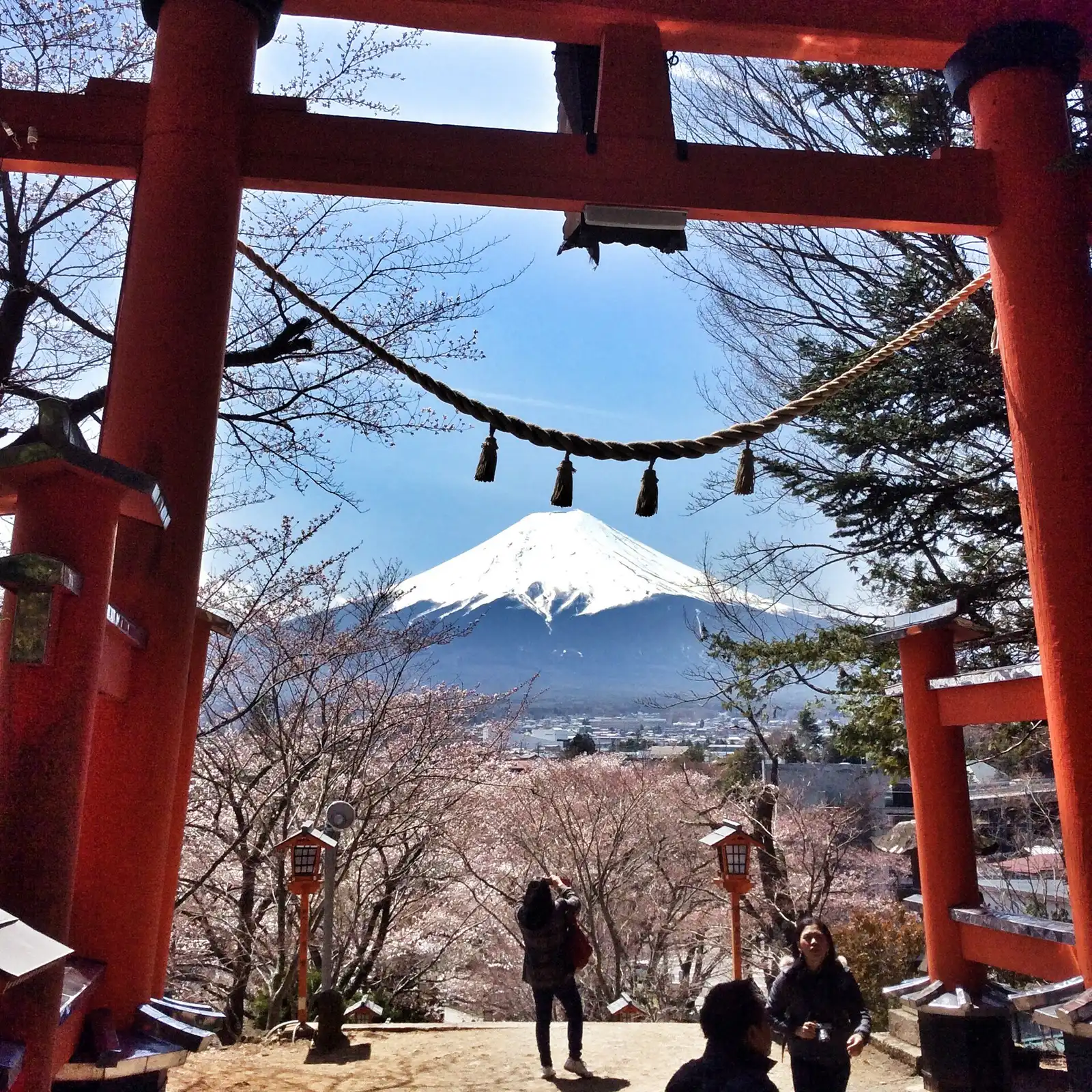 Mt Fuji framed by the red torii at Arakurayama Sengen Park, cherry trees in bloom below
