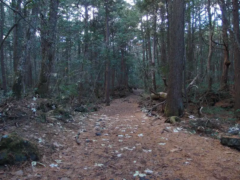 Needle-covered path between tall conifers in Aokigahara forest