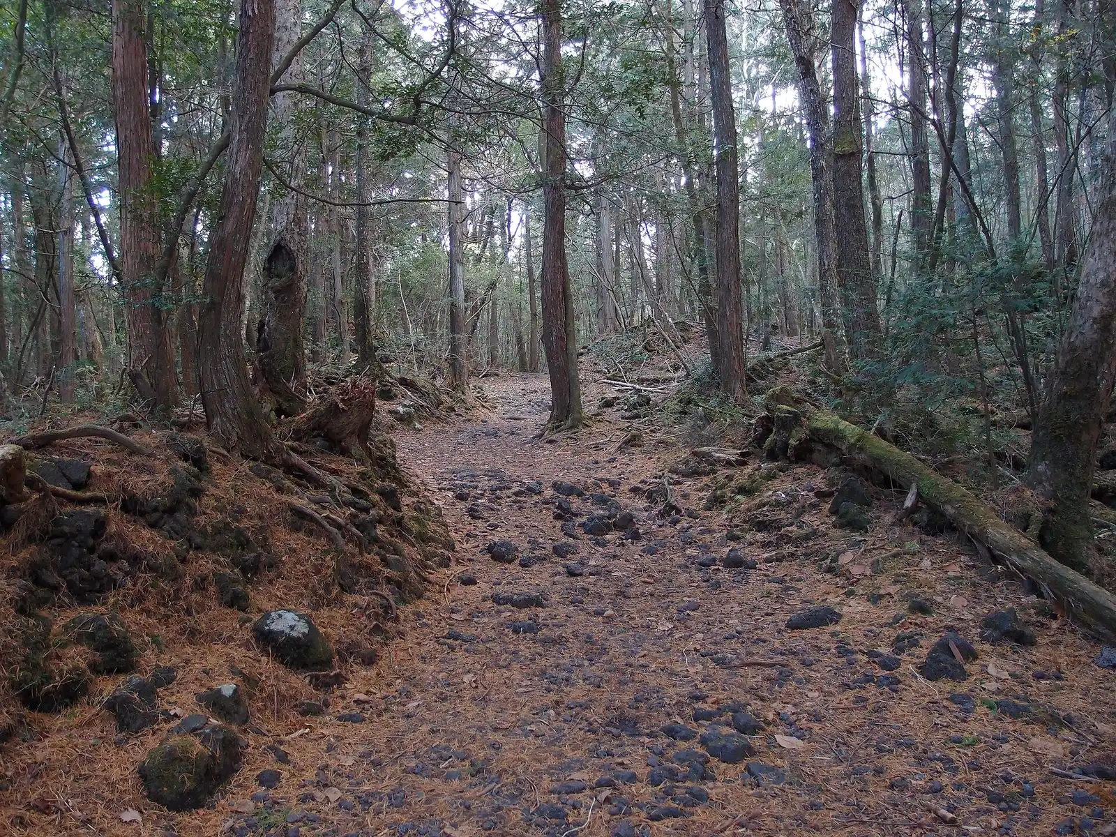 Trail of black lava stones and fallen needles through Aokigahara forest