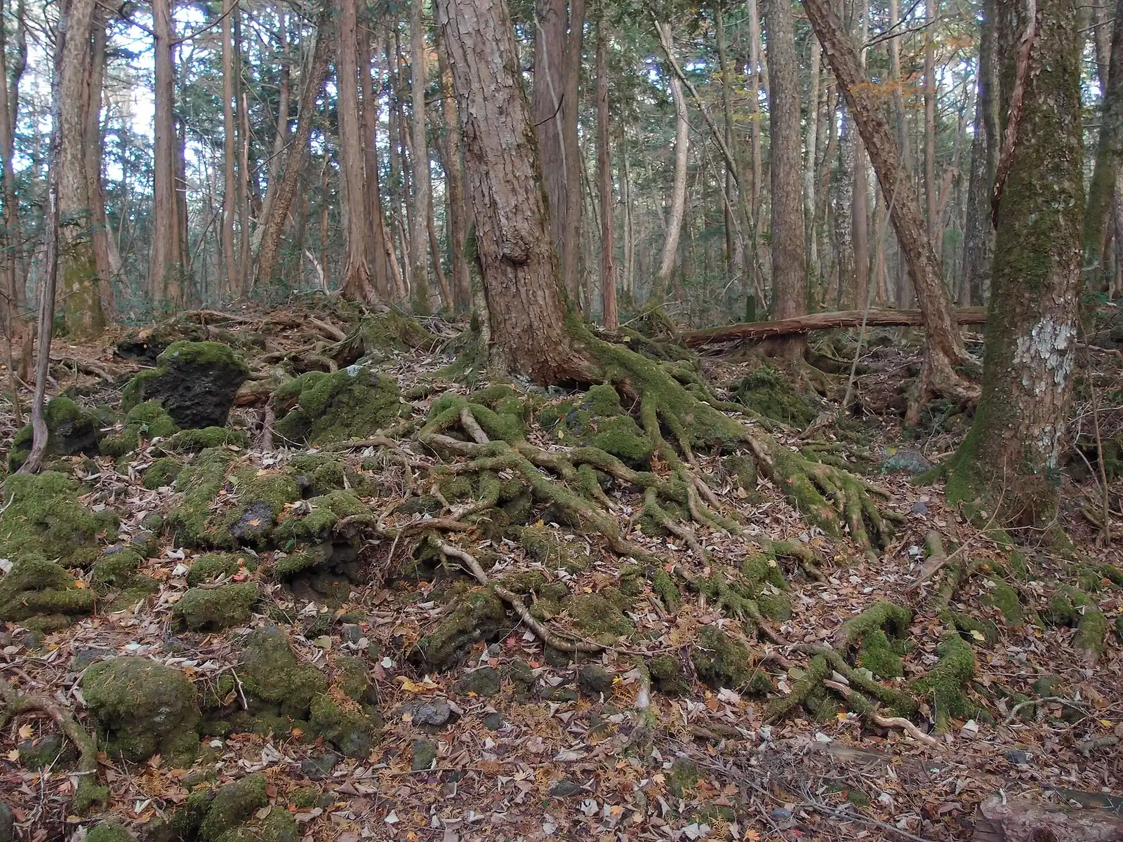 Moss-covered roots spreading over lava rock in Aokigahara forest