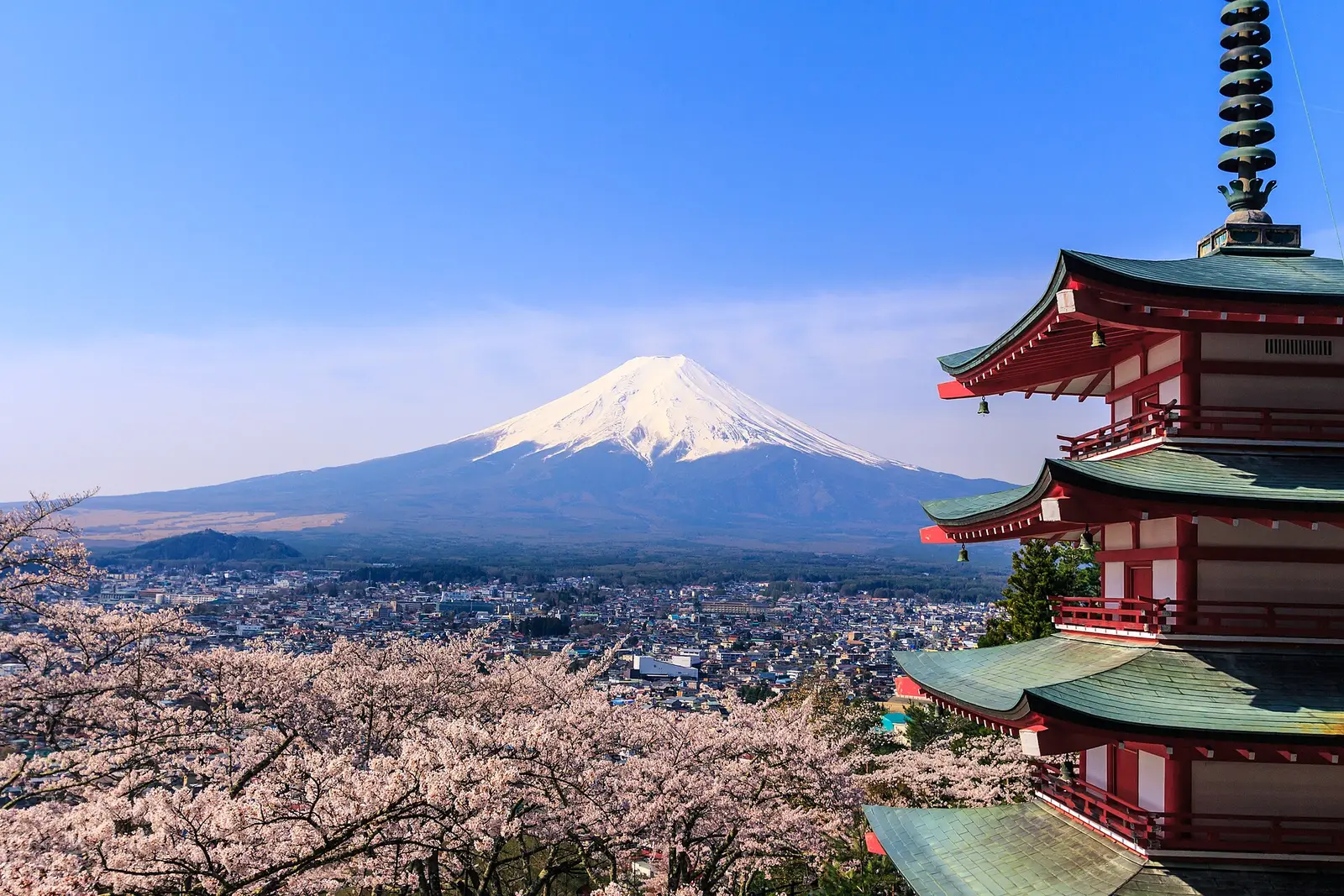 Chureito Pagoda beside full cherry blossom, snow-capped Mt Fuji above Fujiyoshida town