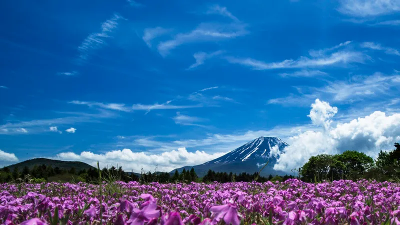Pink moss phlox in bloom below Mt Fuji under a deep blue sky