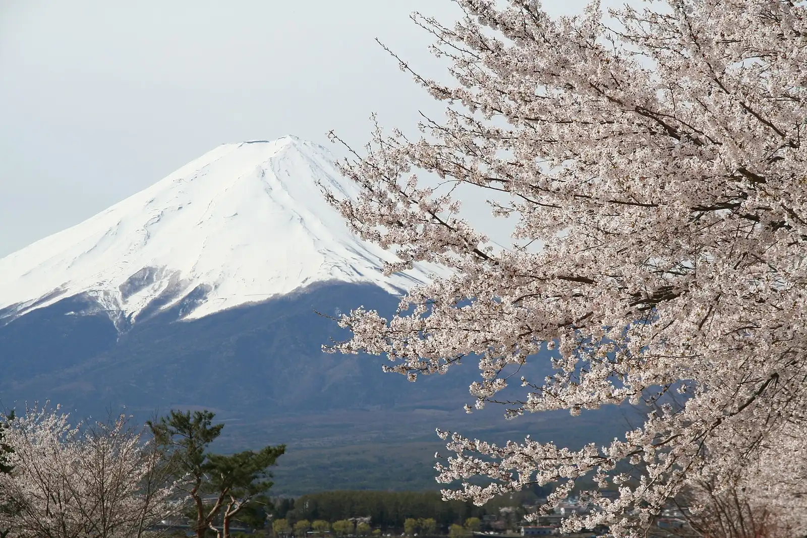 Snow-capped Mt Fuji behind a cherry tree in full blossom