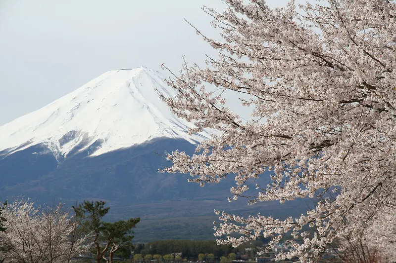Snow-capped Mt Fuji behind a cherry tree in full blossom