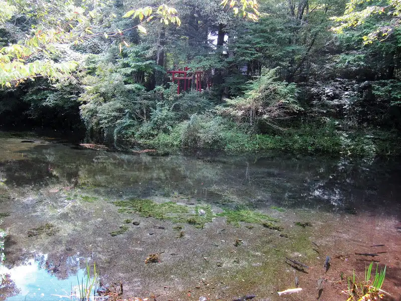 Deguchi Pond at Oshino Hakkai: clear spring water and trout under green woods, small red torii behind
